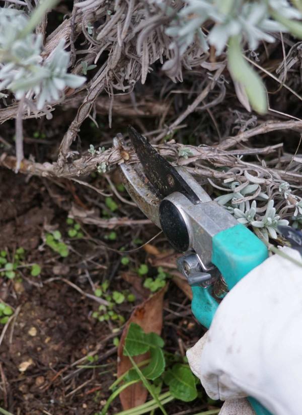 Hard pruning of lavender with a secateur