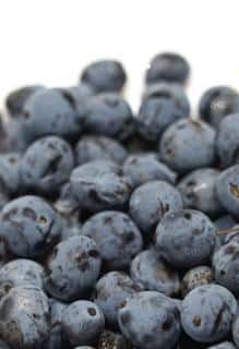 Mahonia berry harvest