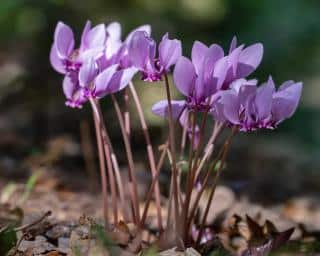 Cluster of a dozen pale violet flowers