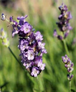 Lavandula latifolia flower