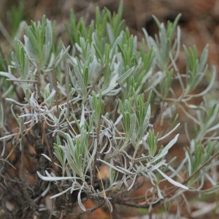 Lavandula latifolia leaves on a well cared-for plant.