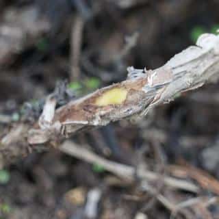 Layering lavender, an alternative for propagation