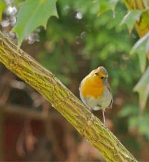 A robin bird in a mahonia tree, an example of the many mahonia benefits