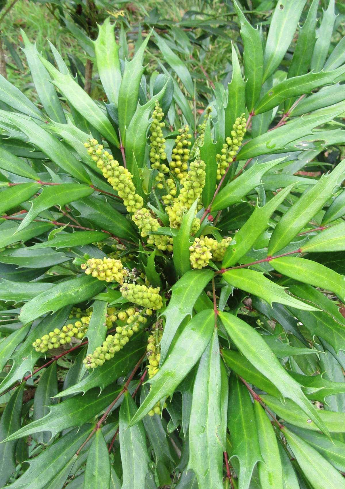 Leaves and young flowers of the Mahonia eurybracteata shrub