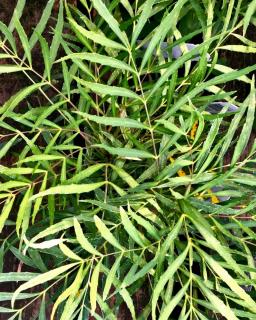 Soft Caress Mahonia planting