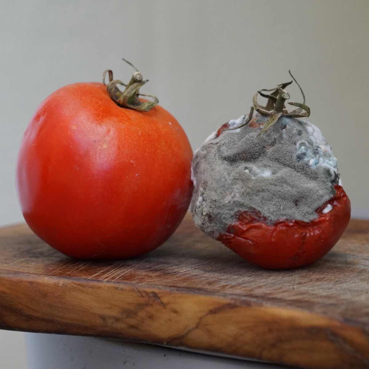 Moldy tomato next to a healthy one.
