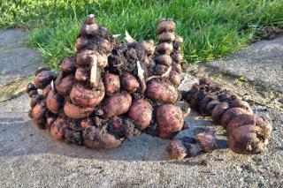 Pile of montbretia corms