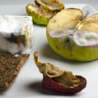 Mouldy food