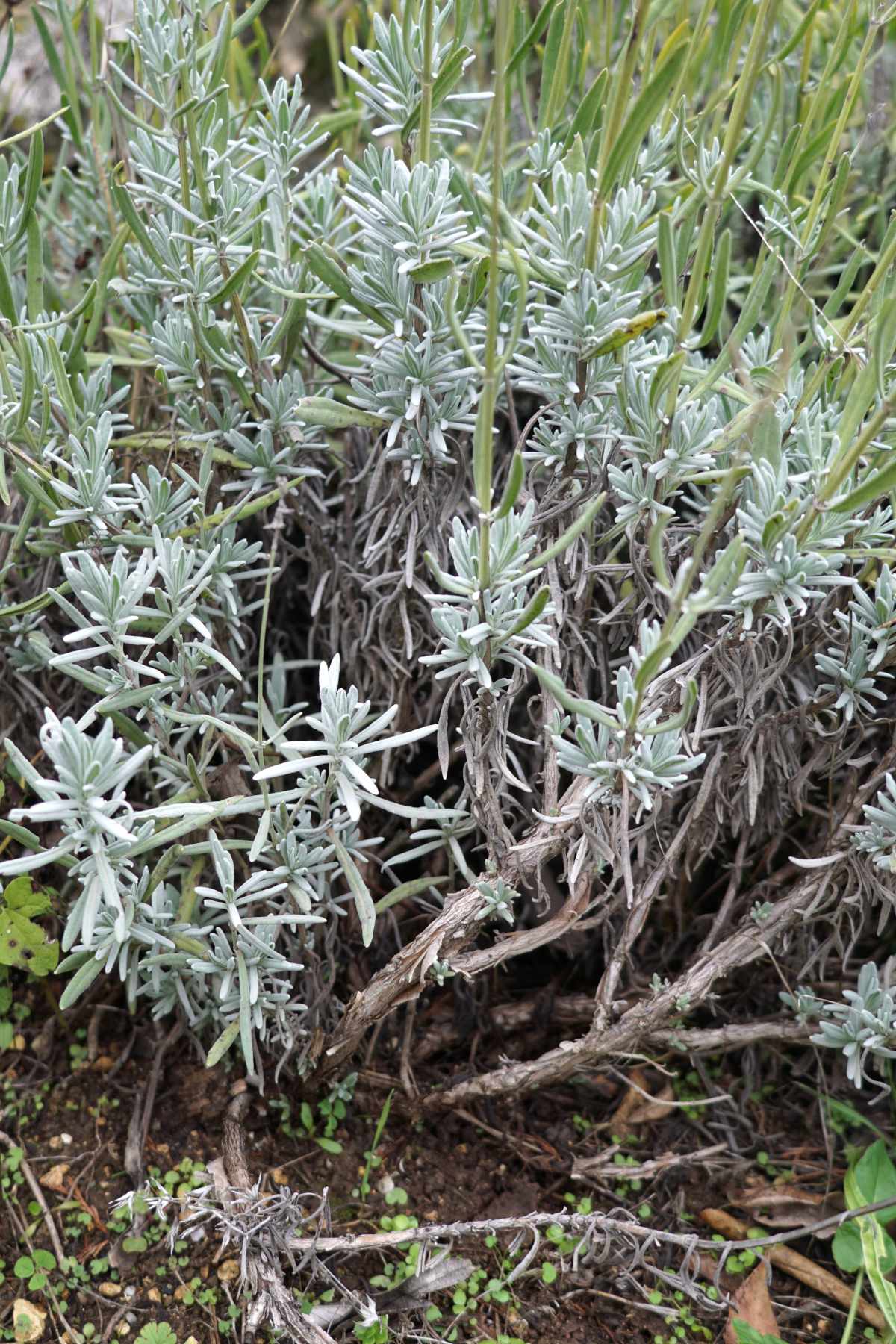 Old lavender with woody stems and bare spots.