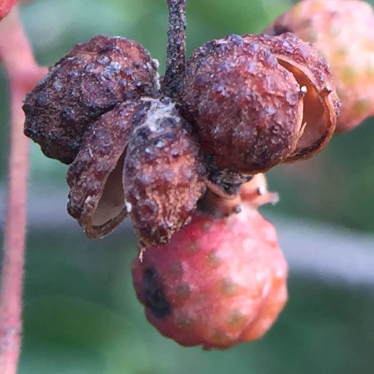 Husks and hulls of Sichuan pepper with slight infection.