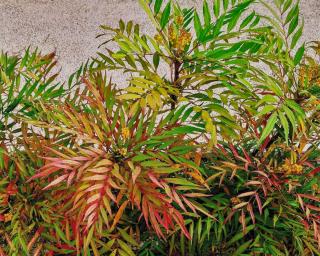 Soft Caress Mahonia in fall