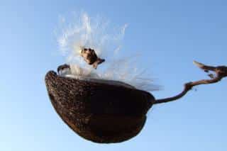 Stephanotis seeds in the wind