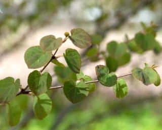 Katsura propagation