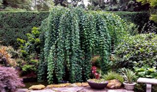 A pendulum Cercidiphyllum japonica in a Japanese garden setting.