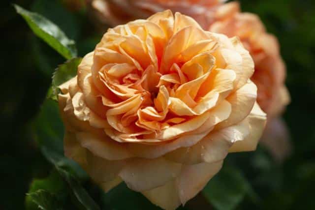 Creamy apricot-colored Carolyn Knight rose