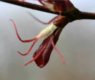 Female Cercidiphyllum katsura flower