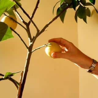 Hand picking a lemon from a potted lemon tree indoors.