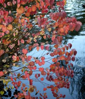 Katsura tree planted near water