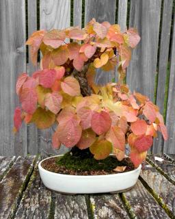 Katsura bonsai