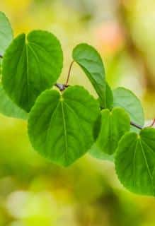 A young katsura tree branch, perfect for cuttings.