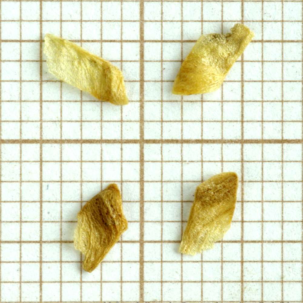 Four katsura seeds (Cercidiphyllum japonicum)