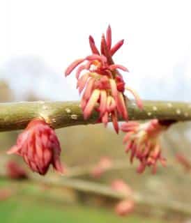 Katsura male flowers on branch