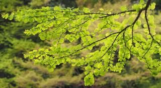 Katsura tree pruning