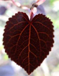 Red Fox or Rot Fuchs katsura tree variety leaf