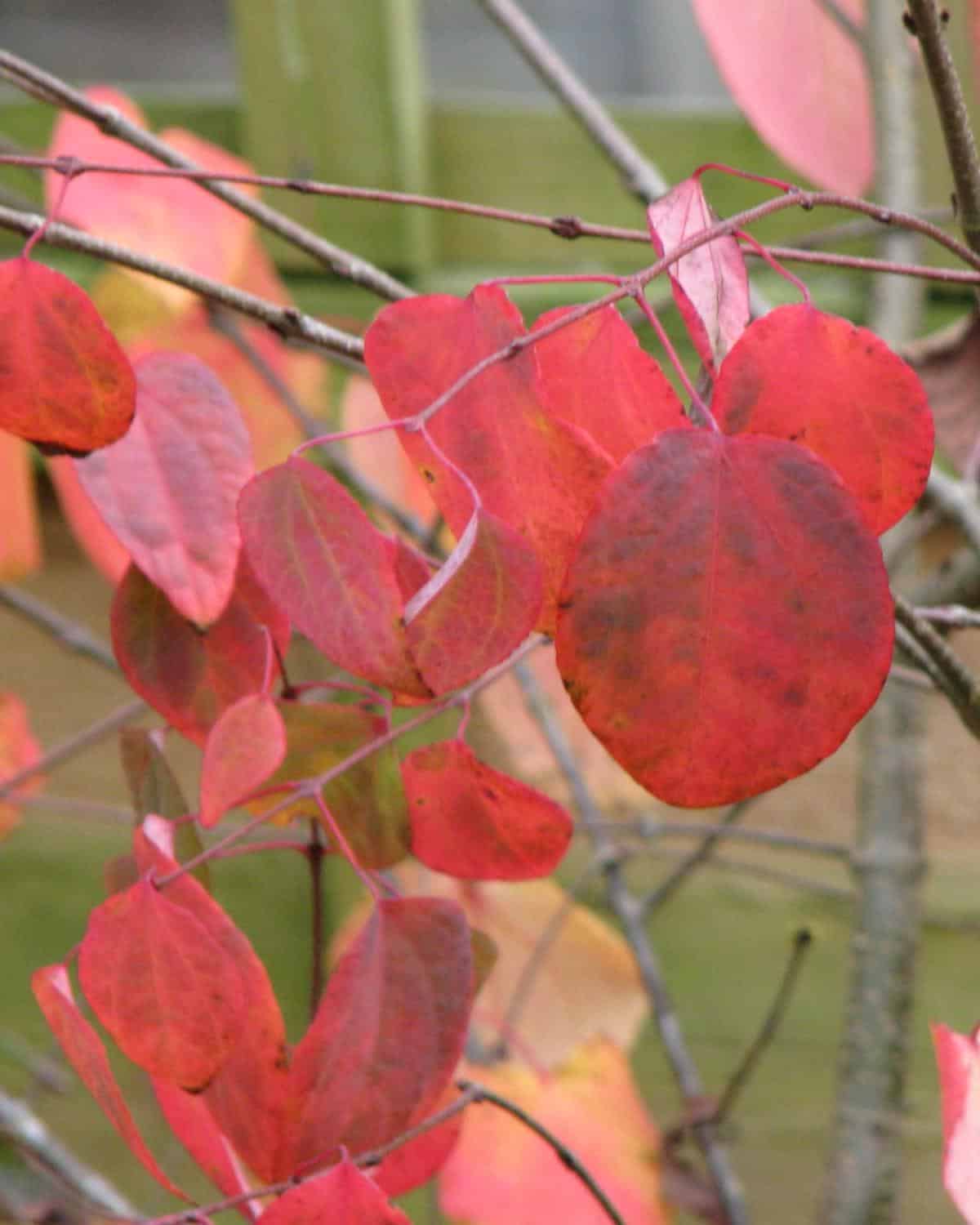 Katsura tree leaves in fall.