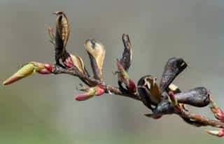 Katsura tree lifecycle