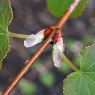 Male katsura tree