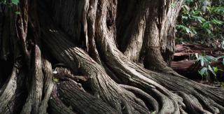 Trunk and roots of a gigantic katsura tree