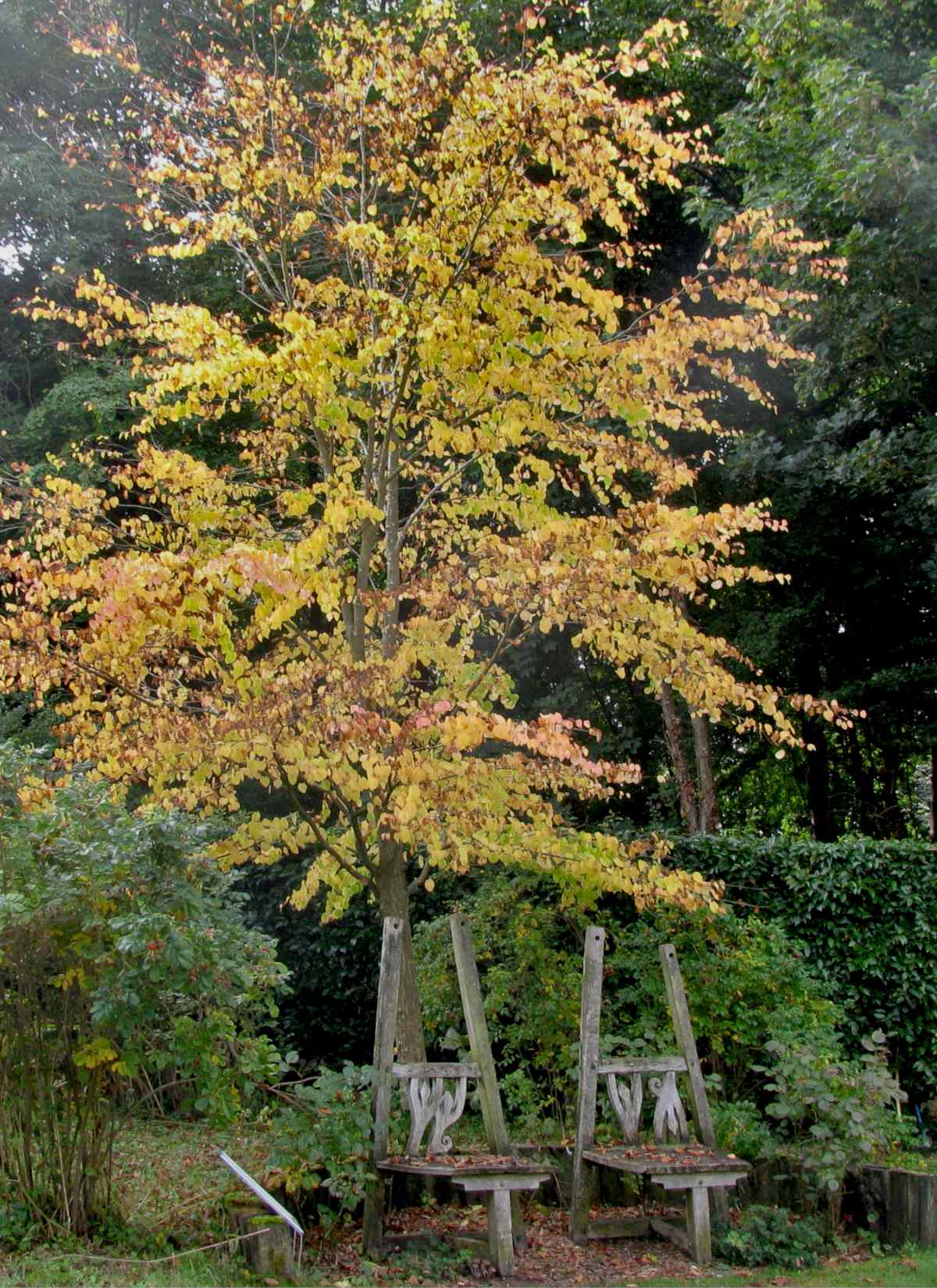 Young katsura tree at the Geoff Hamilton Memorial Garden