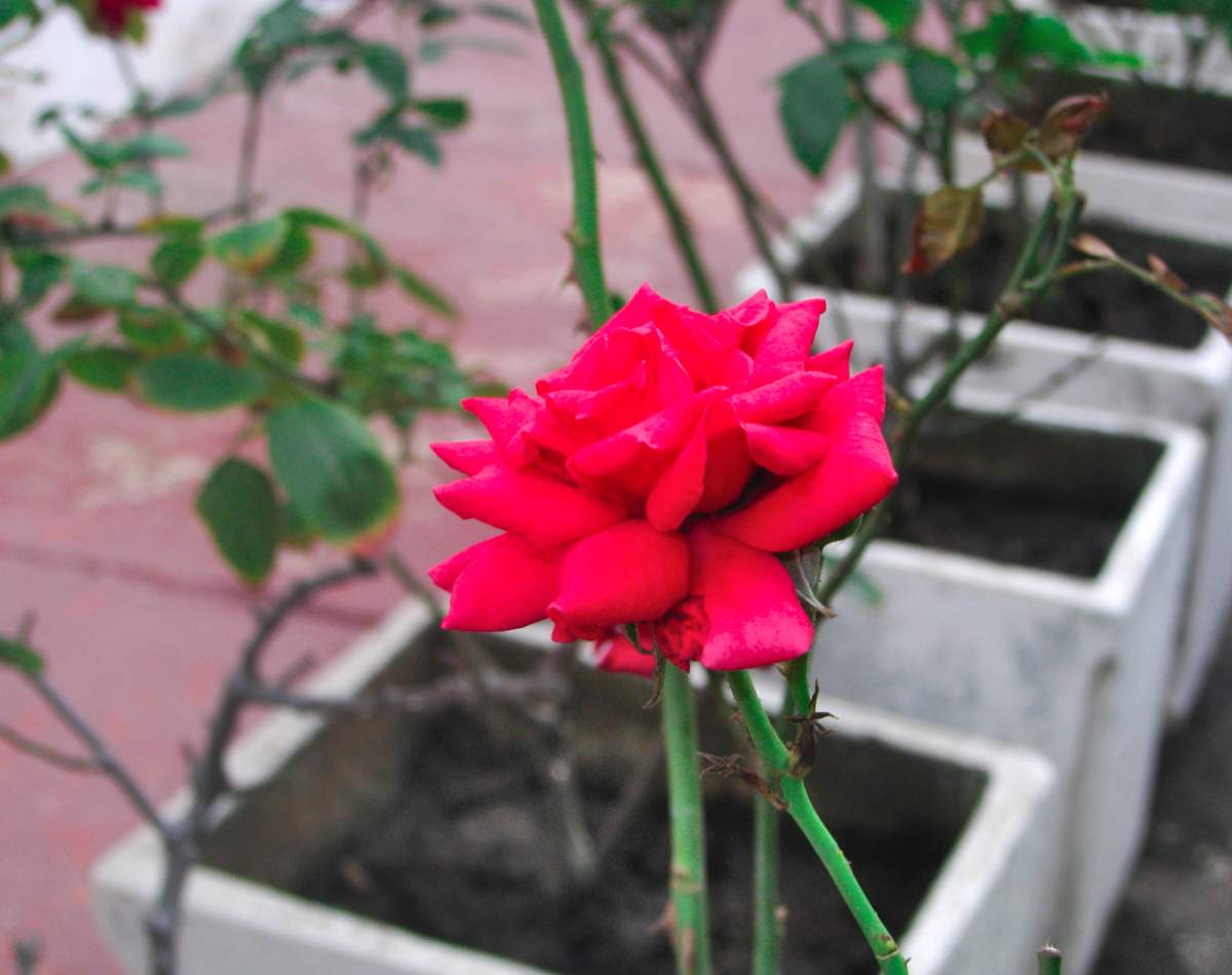 Rose tree planting in the ground and in pots