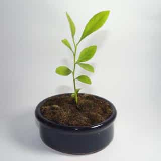 Lemon seedling started in a shallow container.