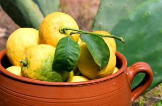 Terra cotta pot with lemons from a tree inside it