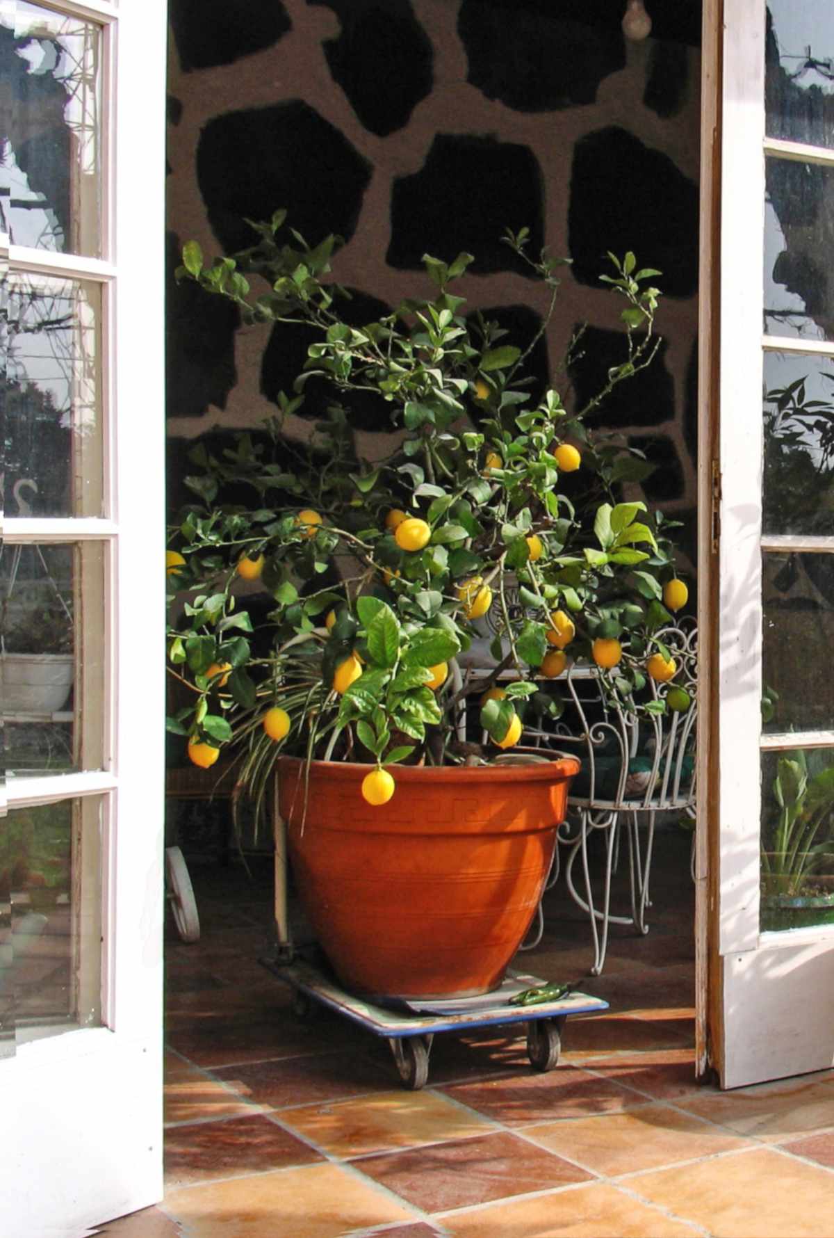 A potted lemon tree with fruits being wheeled out into the sun.