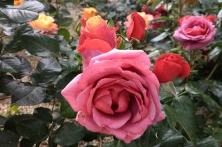 Rose tree varieties that resist disease well