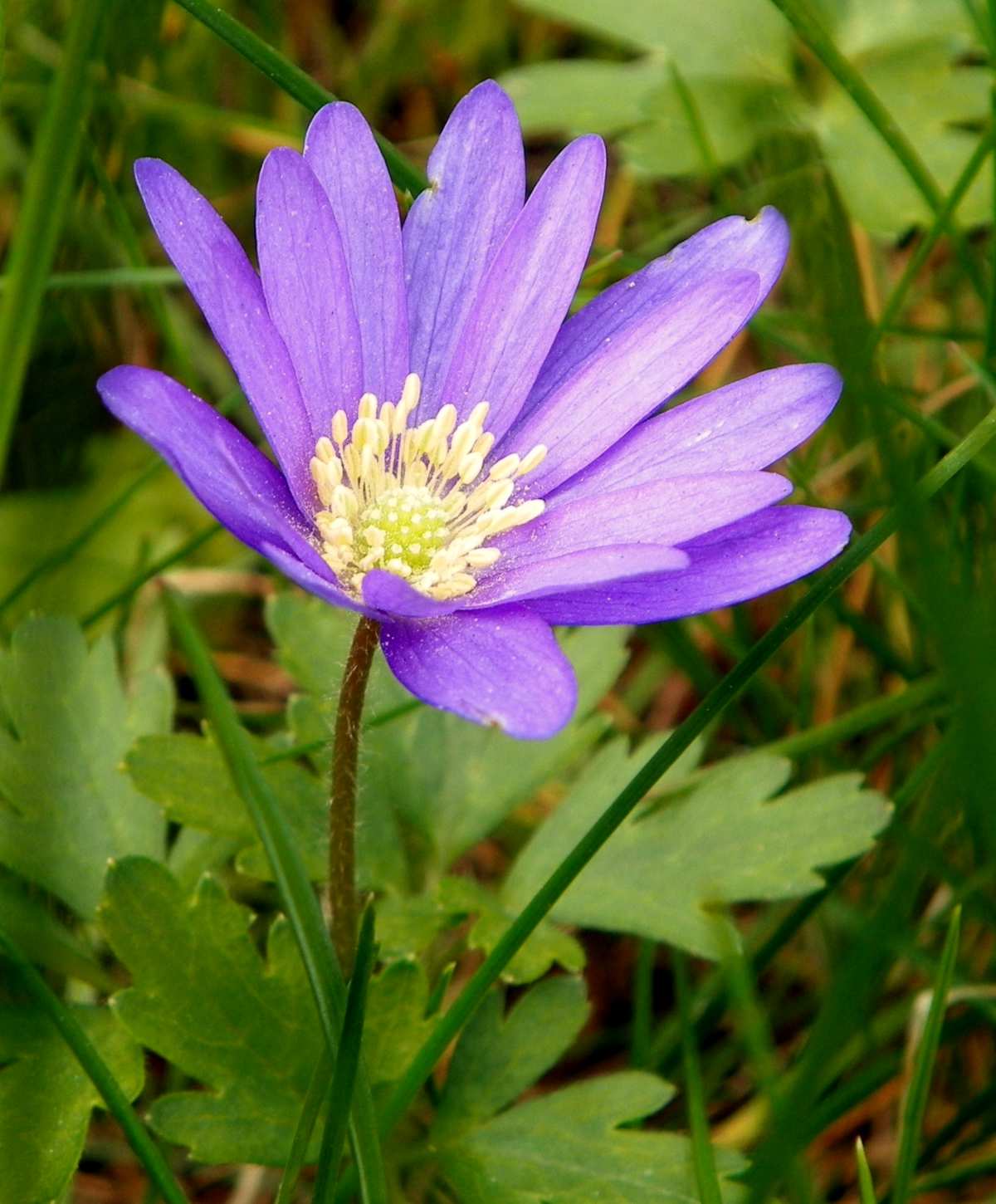 Single grecian windflower with leaves
