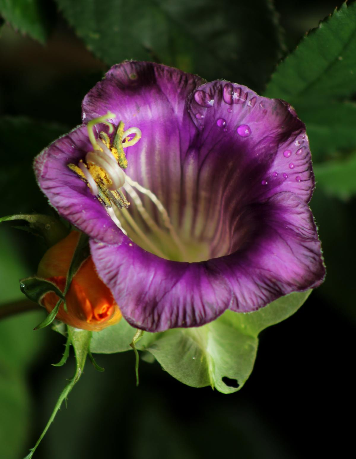 Cup and saucer vine against a dark background