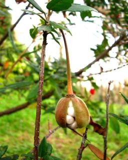 Crinodendron fruit