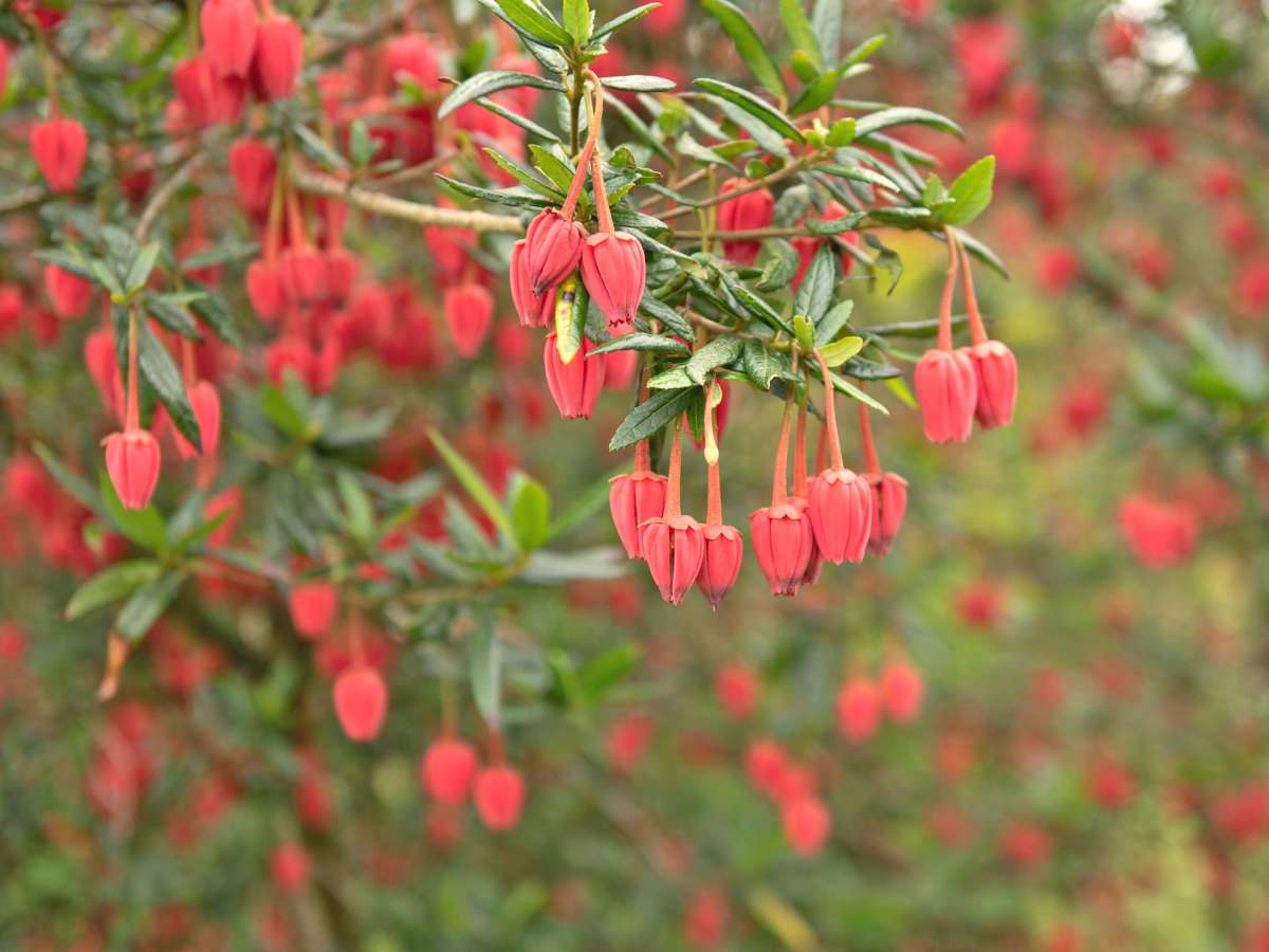 Crinodendron