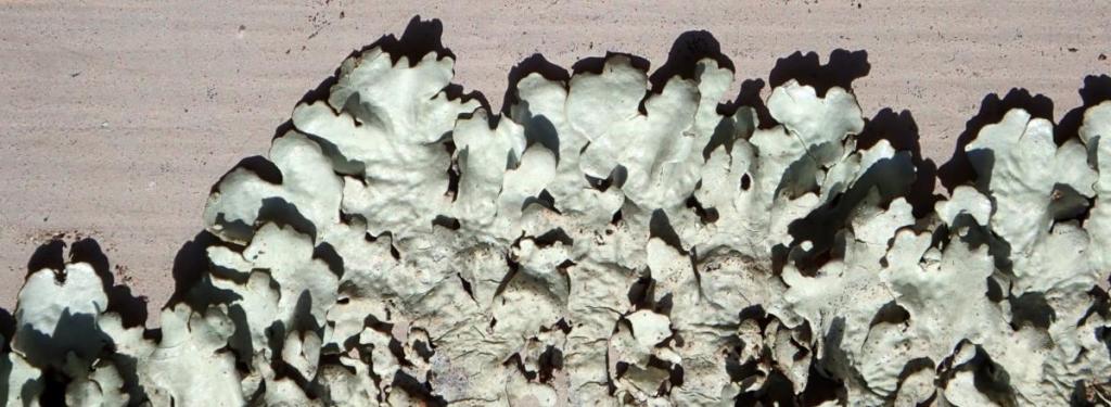 Lichen inching along a surface