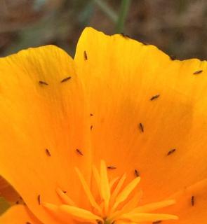 Thrips on a bright orange yellow flower