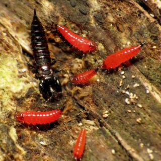 Recycler types of thrips