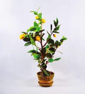 repot orange tree