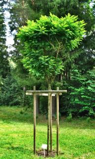 Robinia umbraculifera false-acacia planting