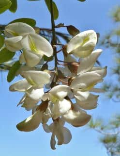 Flower of the Robinia pseudoacacia umbraculifera variety