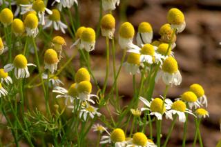 Roman chamomile growing in a field