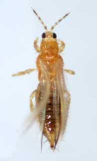 Thrips under observation